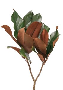 Magnoliabladkvist