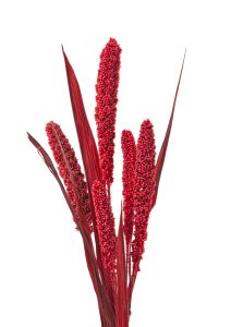 Millet-Turkey-red